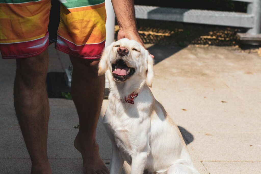 Adorable Labrador Retriever enjoying a sunny day outdoors with owner in colorful shorts.