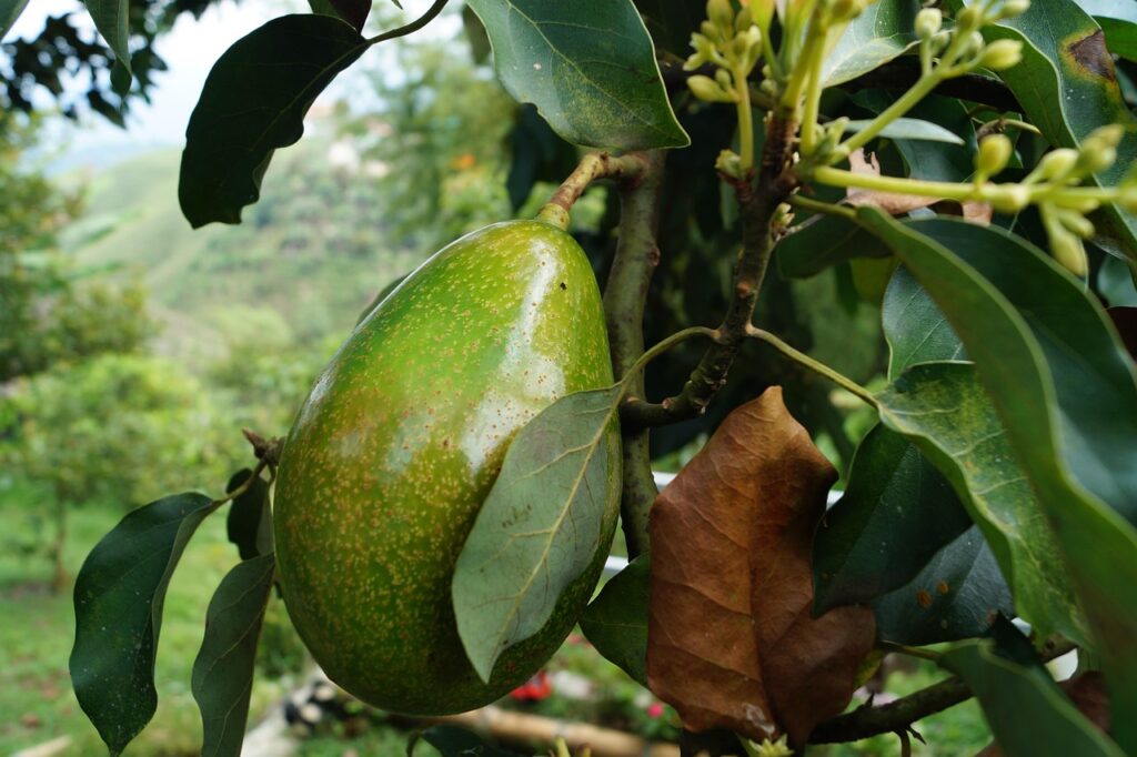 avocado, tree avocado, avocado, avocado, avocado, avocado, avocado