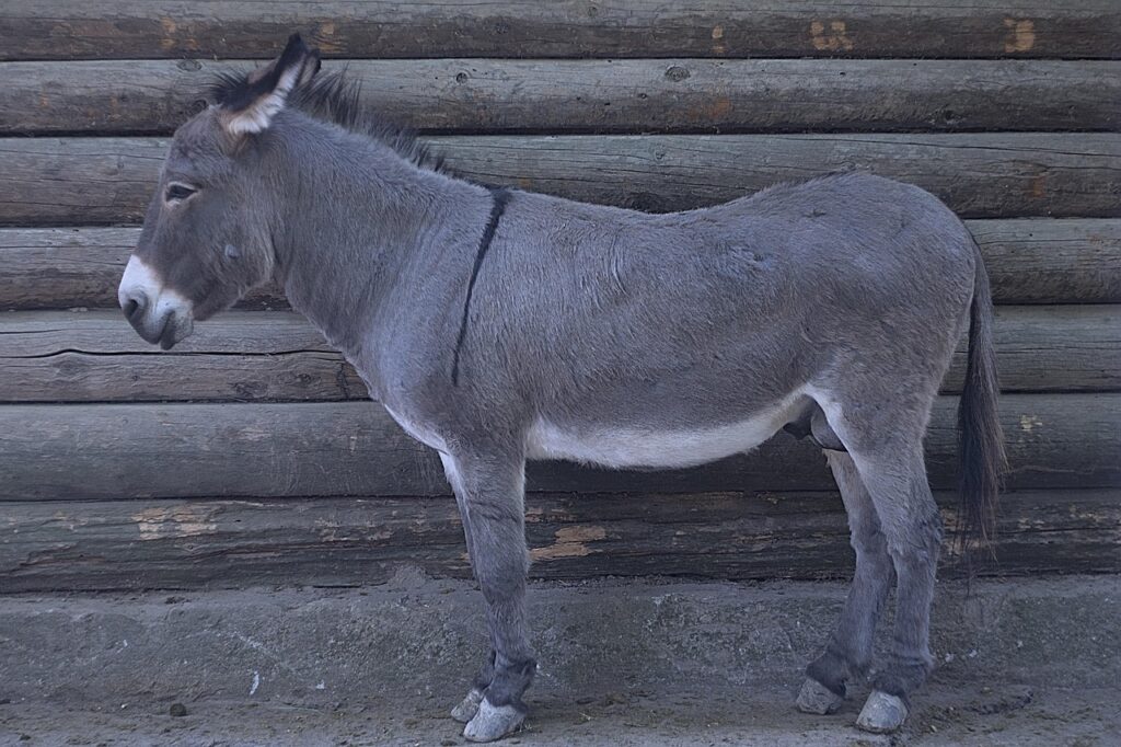 a donkey, animal, zoo, mini zoo, contact zoo, animals, hoofed, ungulates, donkey, nature, a donkey, a donkey, a donkey, donkey, donkey, donkey, donkey, donkey