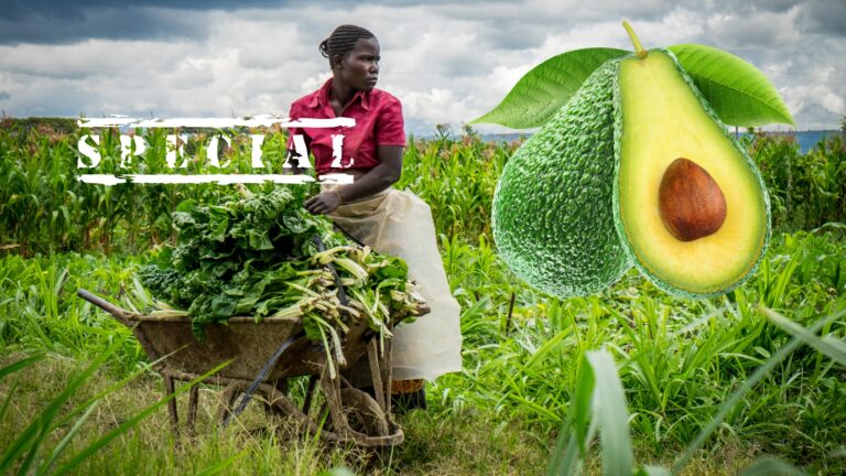 Avocado