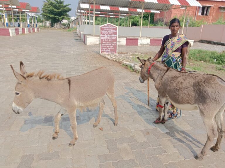 donkey milk