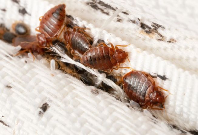 Bug in bed